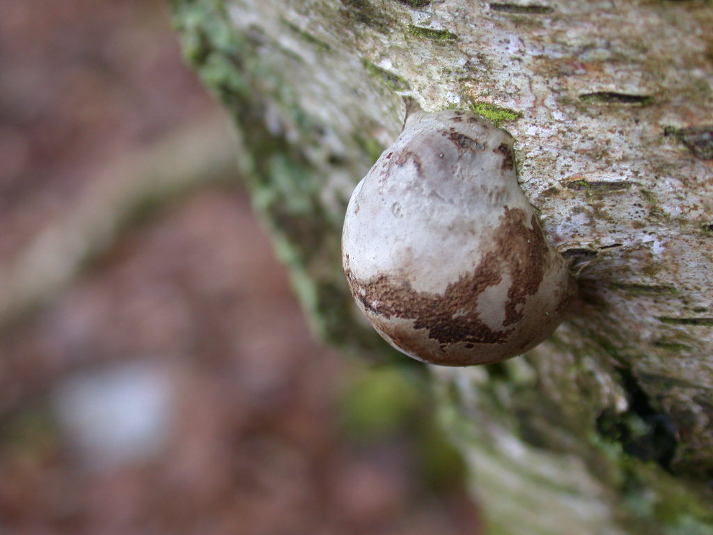 Fomes fomentarius - Sta nascendo un ...???  QUIZ